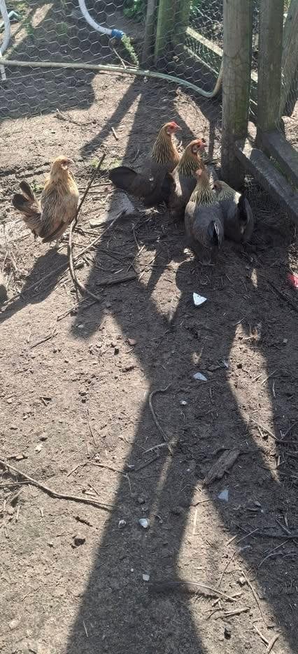 Hollandse krielen, Dieren en Toebehoren, Meerdere dieren, Kip