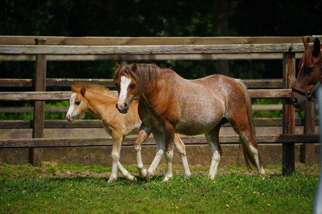 Mooie Welsh A merrie te koop - drachtig, Dieren en Toebehoren, Merrie, Met stamboom, A pony (tot 1.17m), Onbeleerd