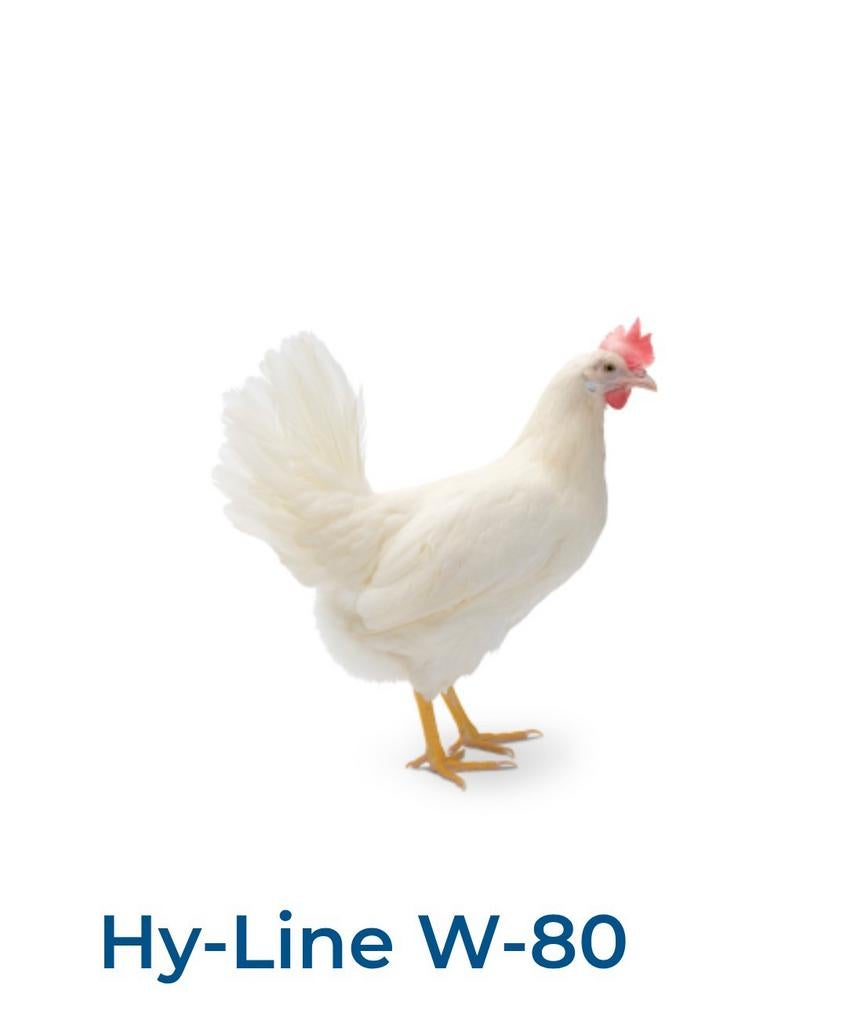 Cherche œufs Fécondés de poules pondeuses Hy-Line W-80