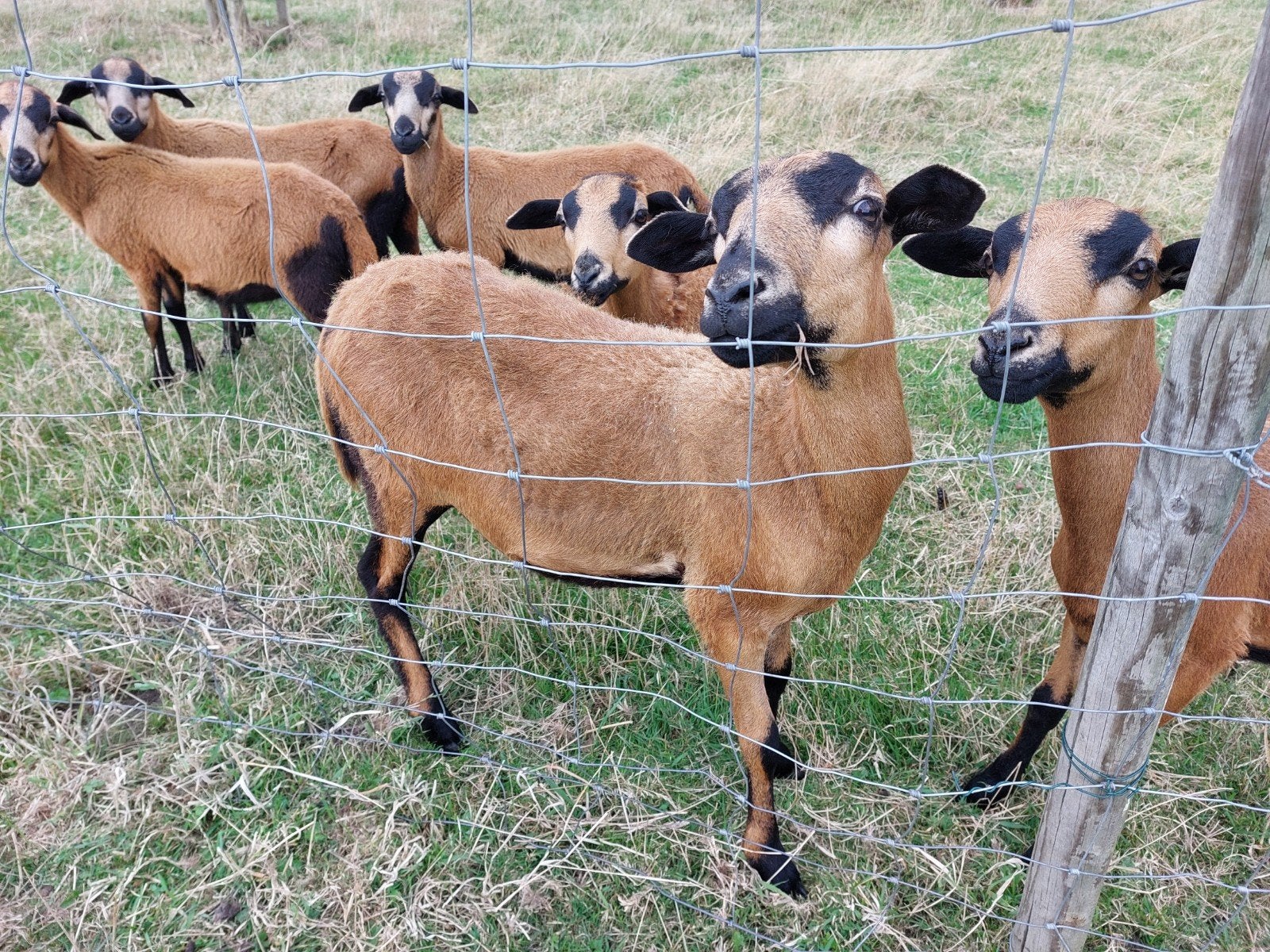 Barbados black belly 2 rammetjes 4 en 5 maanden 1ooitje, Dieren en Toebehoren