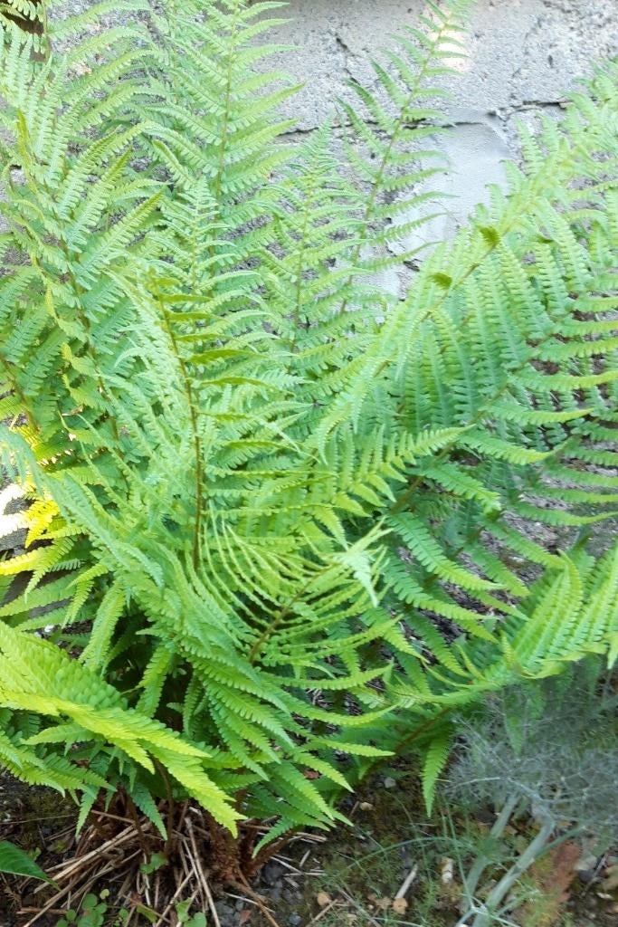 10 grote mooie varens, Tuin en Terras, Planten | Tuinplanten, Ophalen, Vaste plant, Varens