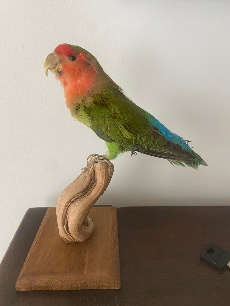 Opgezette  dwergpapegaai / Agapornis roseicollis, Enlèvement ou Envoi, Comme neuf