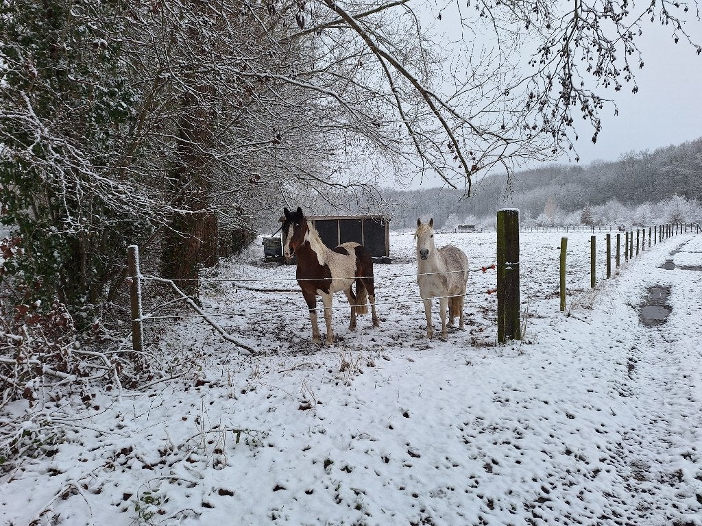 Bomproof pony gezocht, Dieren en Toebehoren, Pony's, Ruin, Niet van toepassing, 7 tot 10 jaar, Recreatiepony