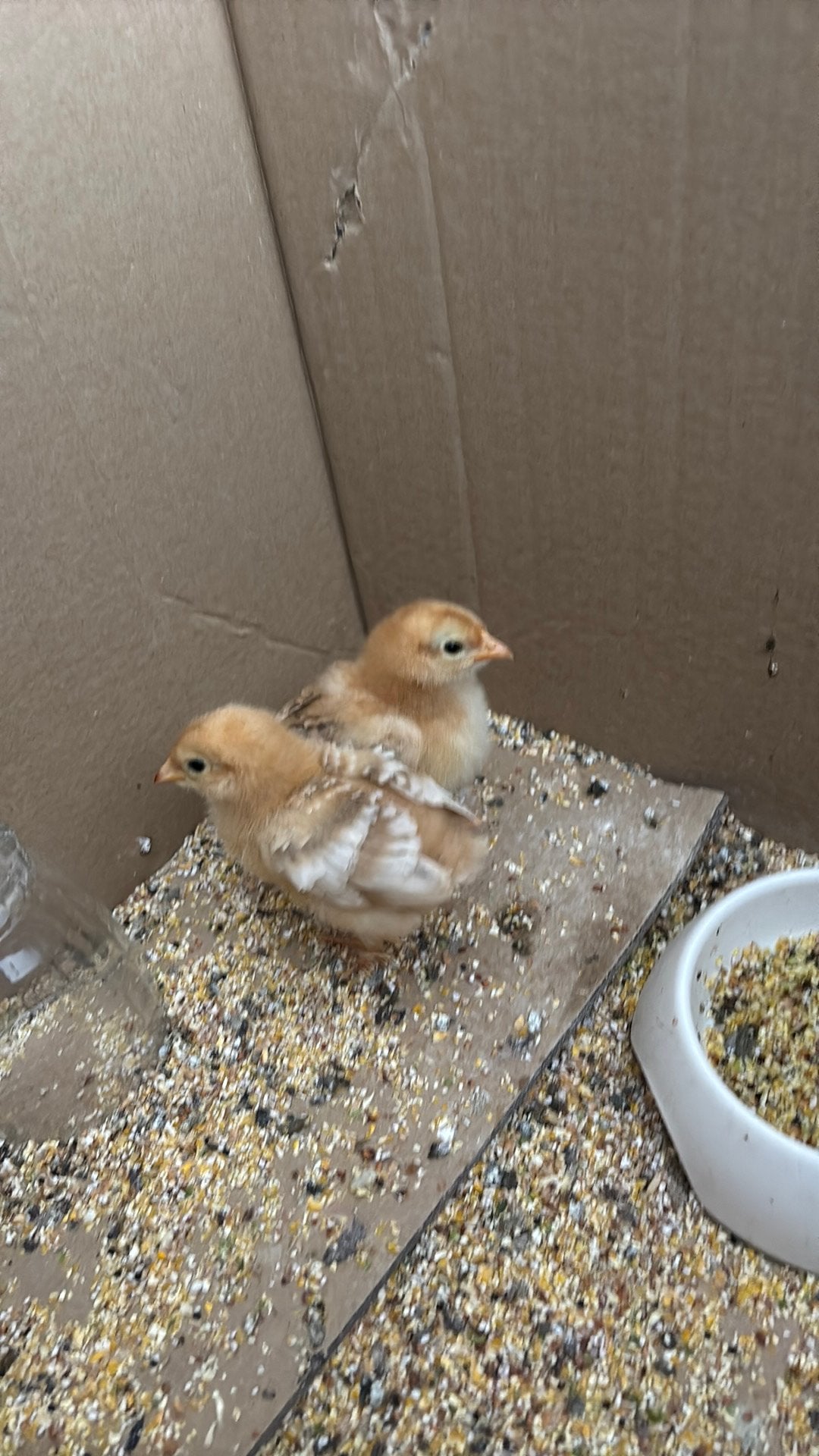 2 haan kuikens, Dieren en Toebehoren, Pluimvee, Mannelijk, Kip