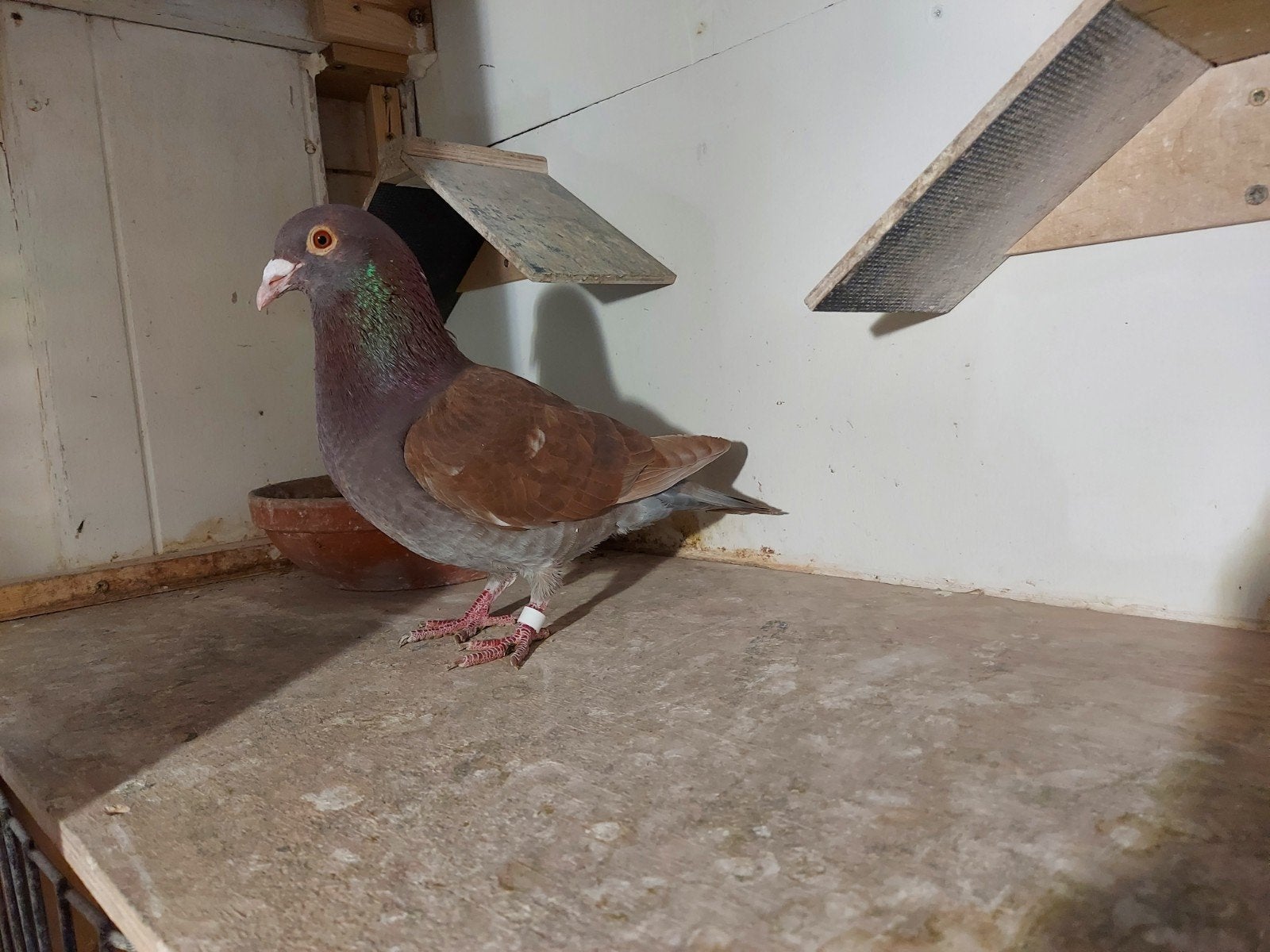 Choco duiver, Mannelijk, Postduif