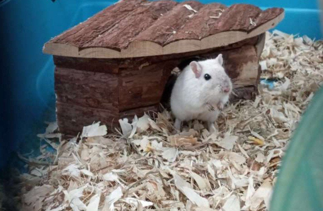 Gratis gerbil, Dieren en Toebehoren, Februari