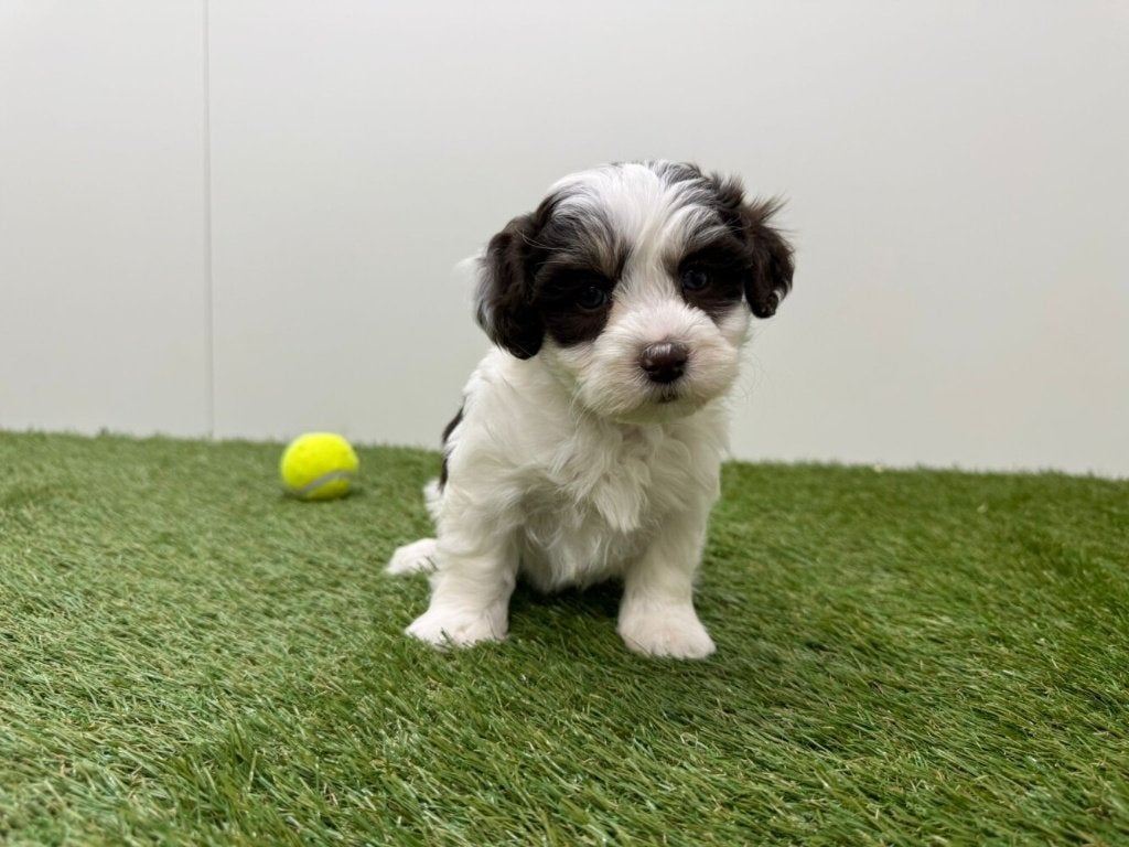 Nestje Havanezer pups, Parvo, België, Overige rassen, 8 tot 15 weken