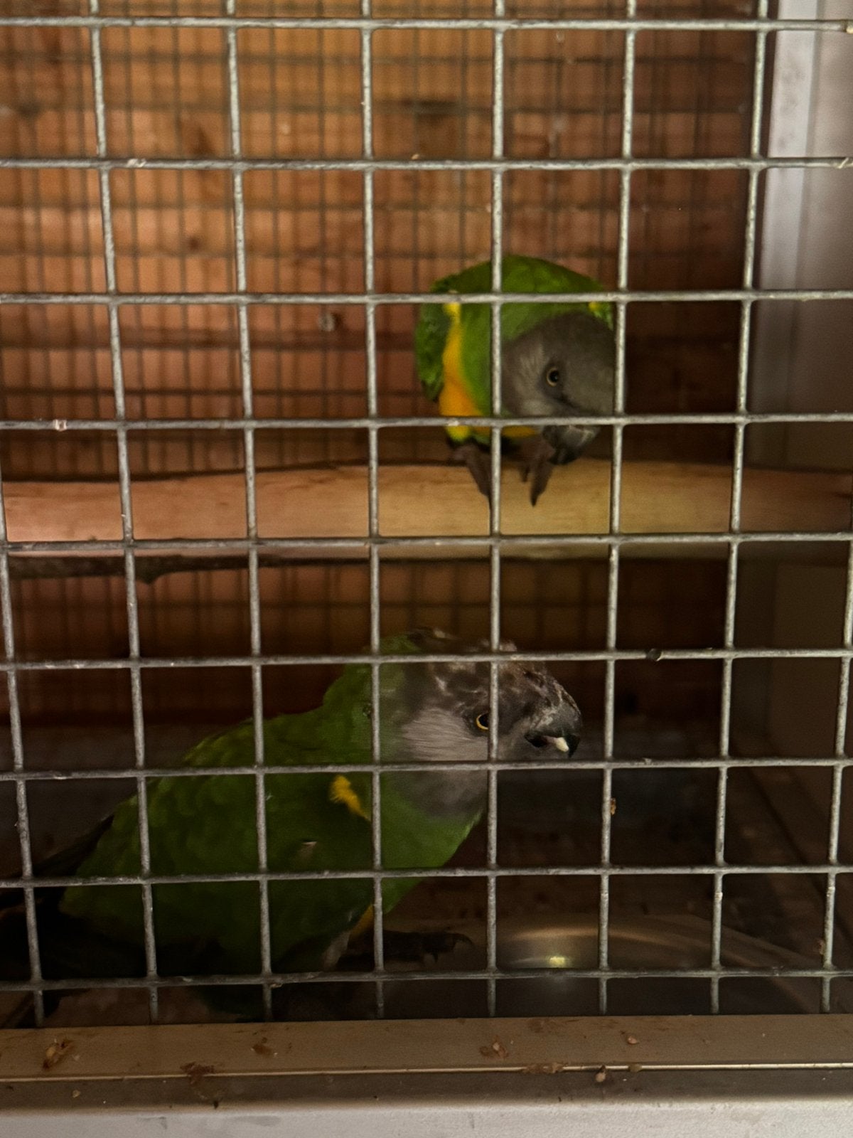 Couple reproducteur youyou senegal, Animaux & Accessoires, Mâle
