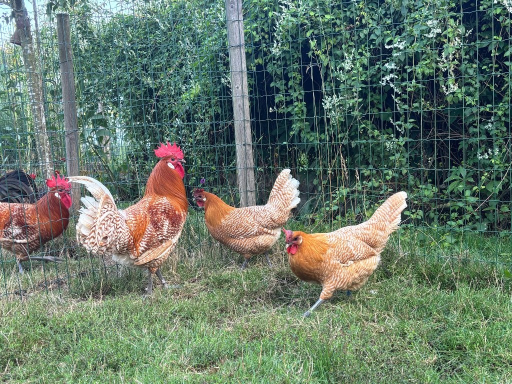 Goudwitgebande brakel haan