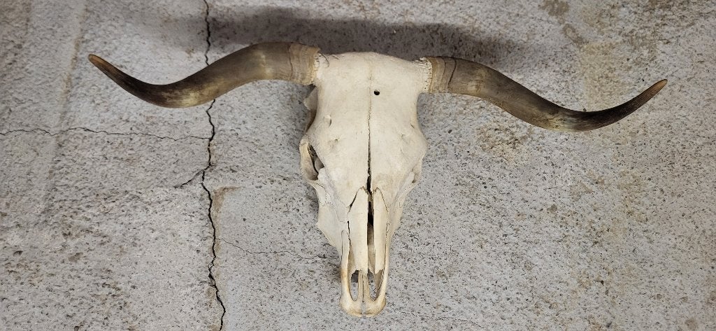 Longhorn Skull Schedel Decoratie, Verzamelen, Dierenverzamelingen, Ophalen of Verzenden, Zo goed als nieuw, Wild dier, Schedel