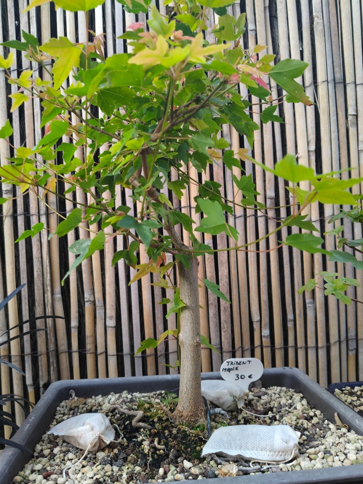 Trident maple, Ophalen