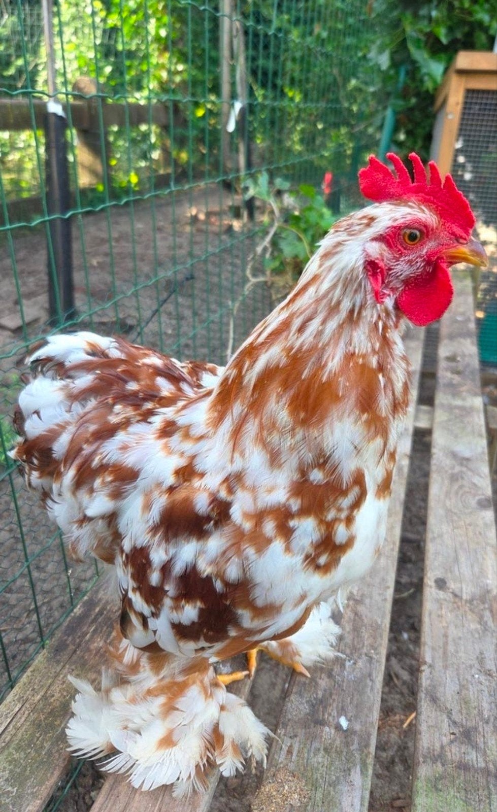 2 prachtige Cochin hanen, Dieren en Toebehoren, Pluimvee
