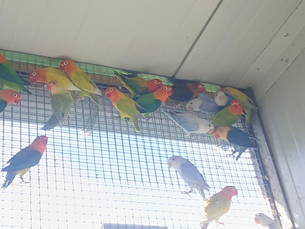 Fischeri kweekvogels