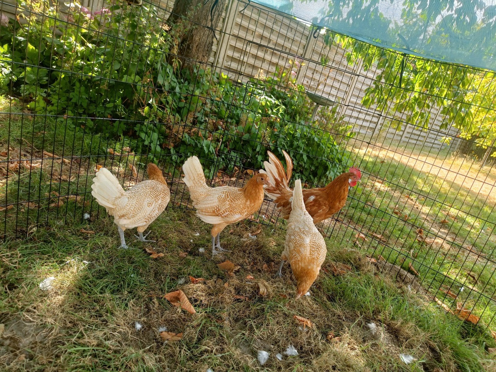 Kwartet Fries Hoen geel-witpel, Dieren en Toebehoren, Vrouwelijk, Kip