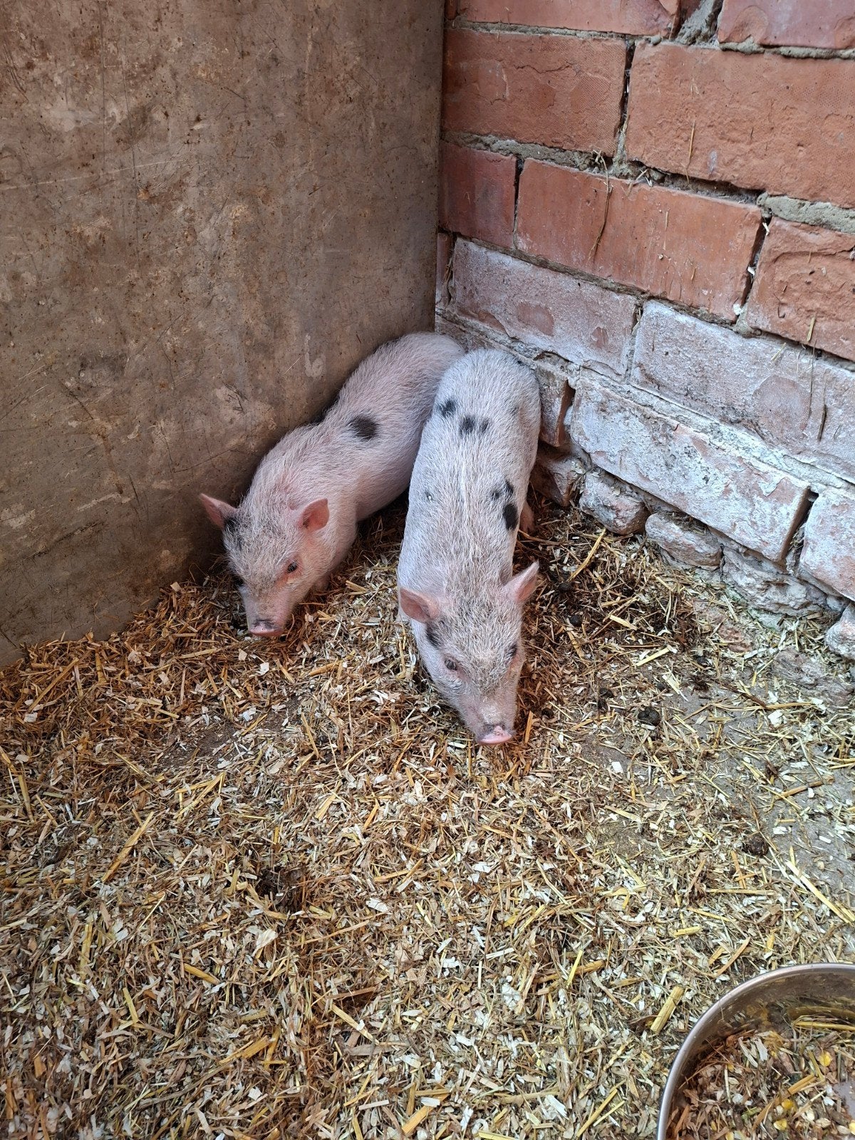 Micro, mini varkens. 1 zeugje, 1 gecastreerd beertje, Dieren en Toebehoren, Meerdere dieren, Varken, 0 tot 2 jaar