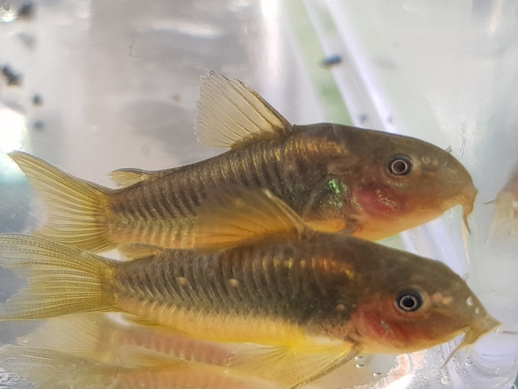 Hobbyaquarium Corydoras Goldline Zondag 14 Okt 12/17u AKTIE, Animaux & Accessoires, Poisson, Poisson d'eau douce, Banc de poissons