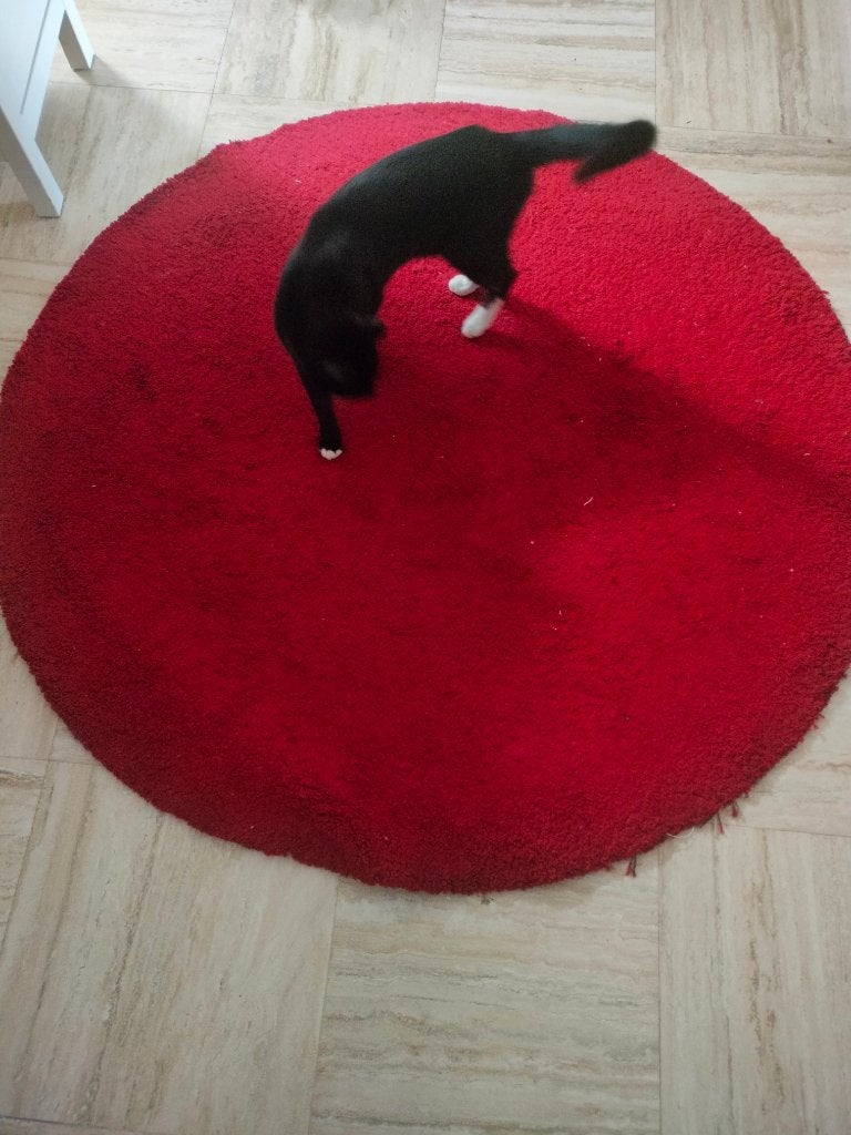 Gratis rond tapijt rood, Huis en Inrichting, Stoffering | Tapijten en Vloerkleden, Ophalen, Gebruikt, Rond, Rood
