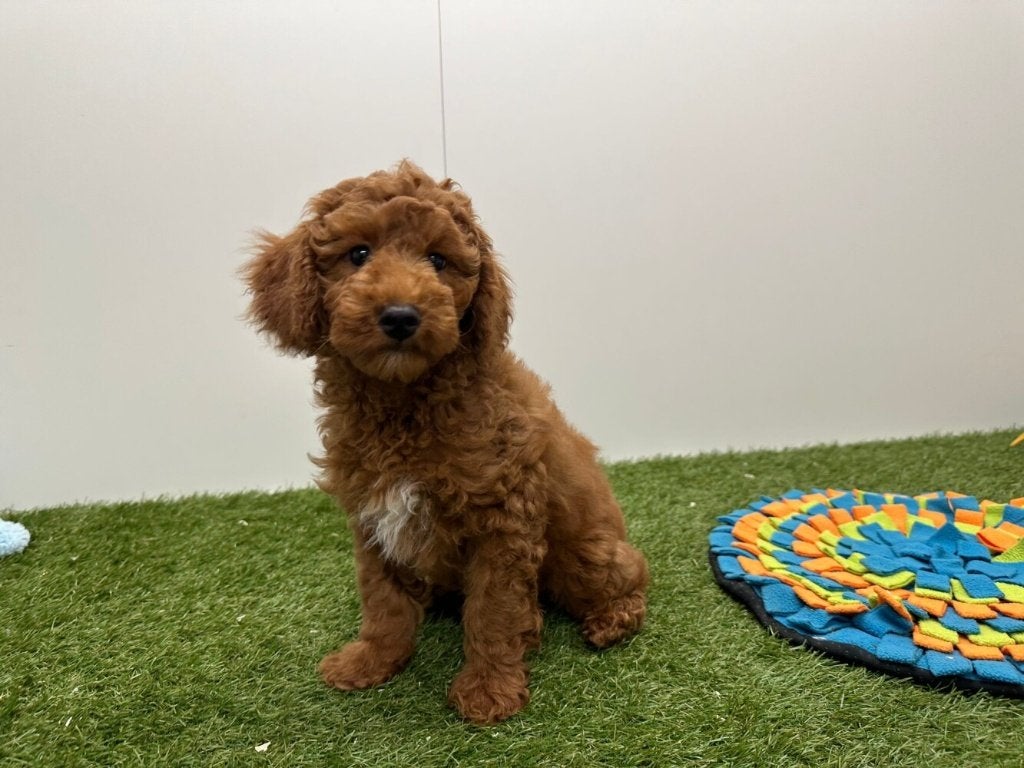 Abrikoos Dwerg Poedel pups, Poedel, België, 8 tot 15 weken, Parvo