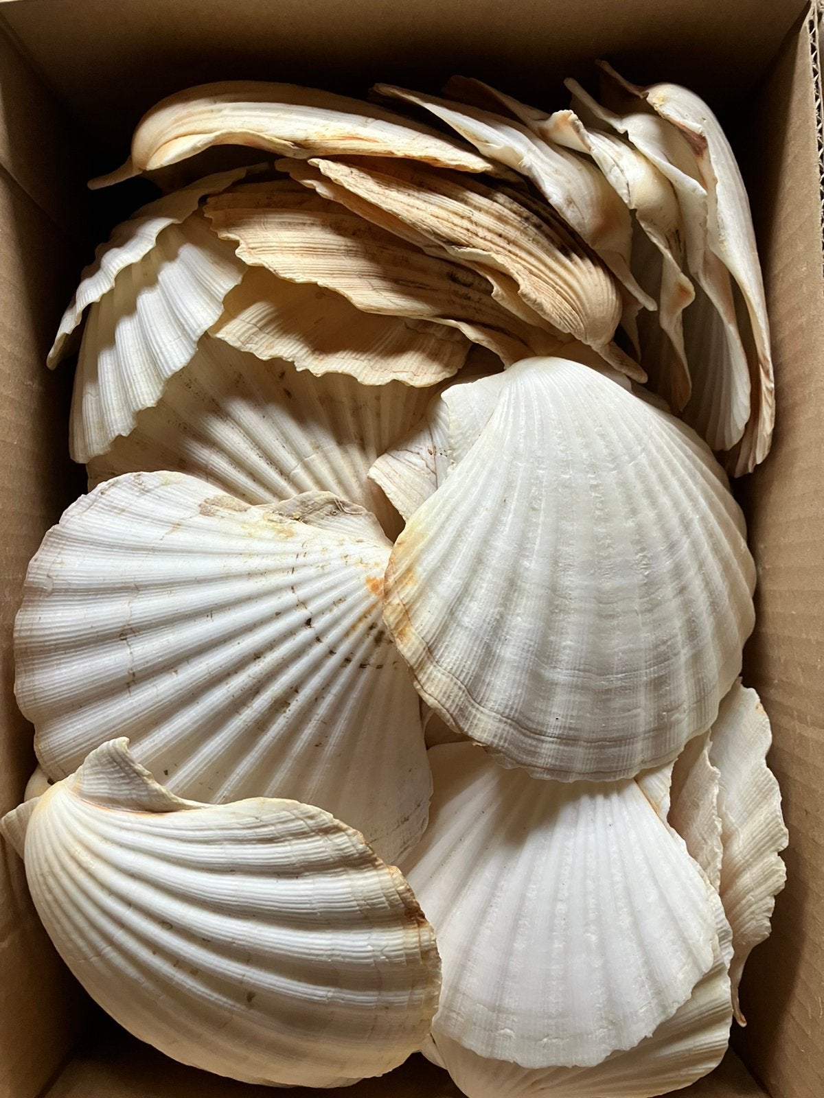 Doos vol grote schelpen, Ophalen of Verzenden, Zo goed als nieuw