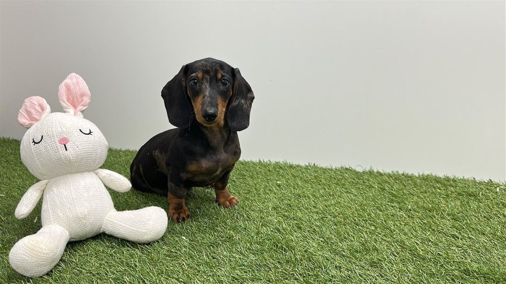 Dwergteckel pups, Dieren en Toebehoren, België, 8 tot 15 weken, Korthaar, Dwerg