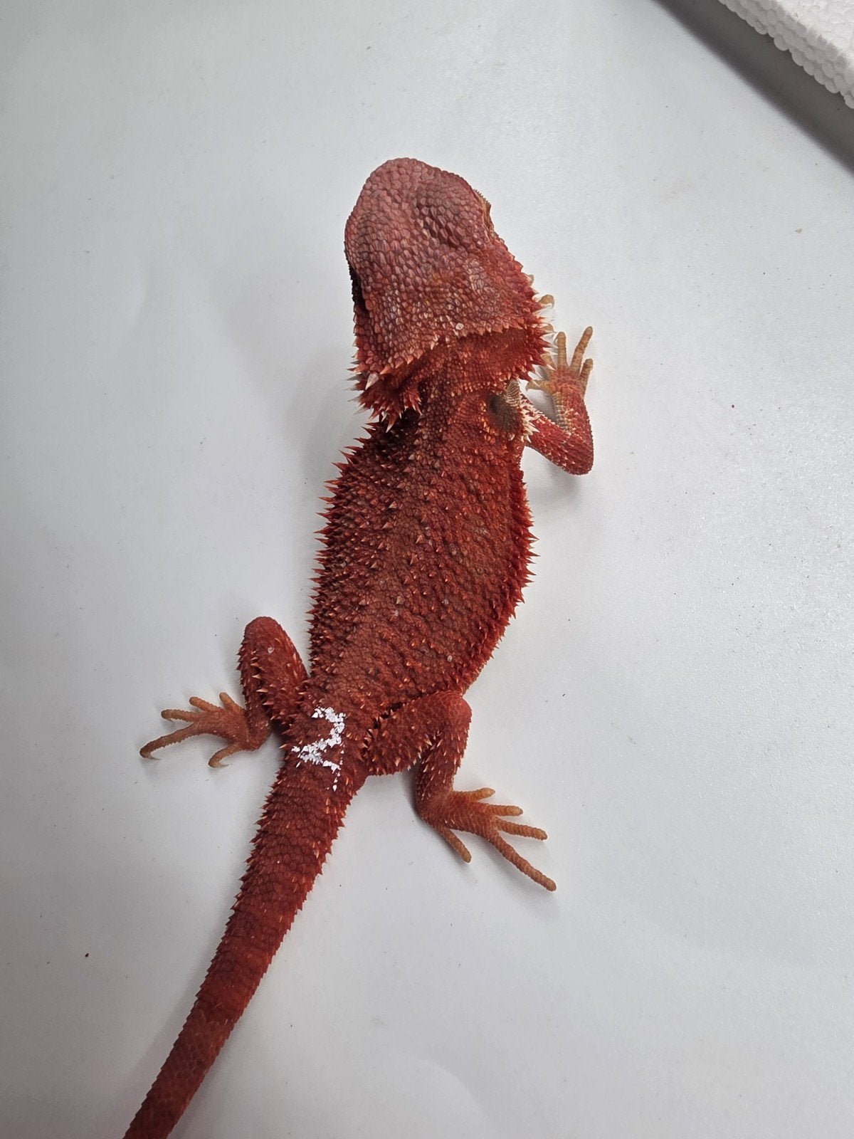 red monster, hypo, vrouw, Dieren en Toebehoren