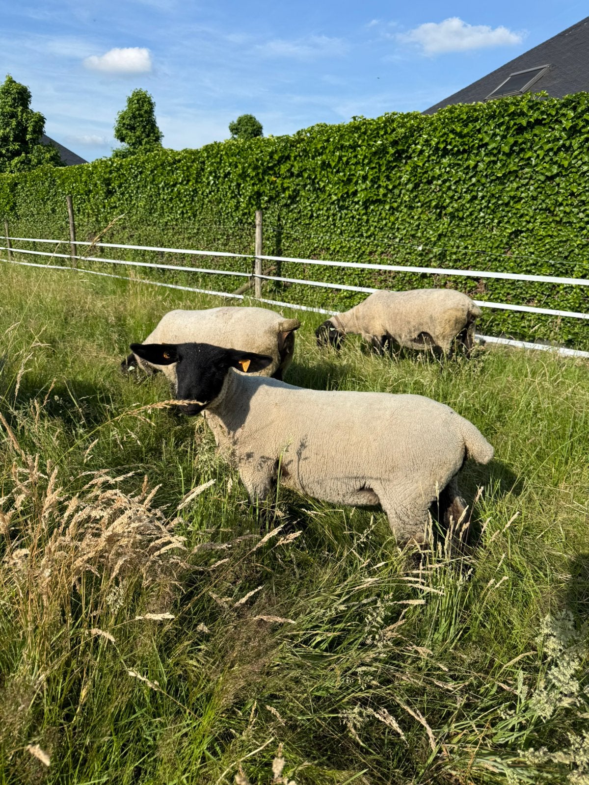 Suffolk stamboek ooilam schaap, Dieren en Toebehoren, Schaap