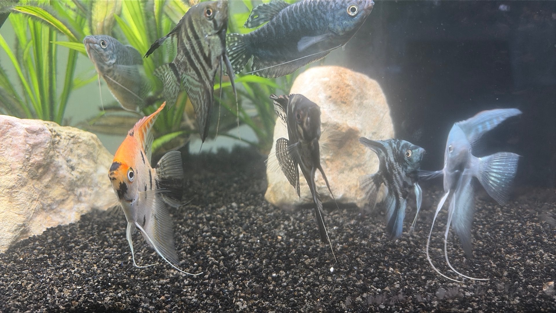 11 maanvissen, Poisson, Poisson d'eau douce, Banc de poissons