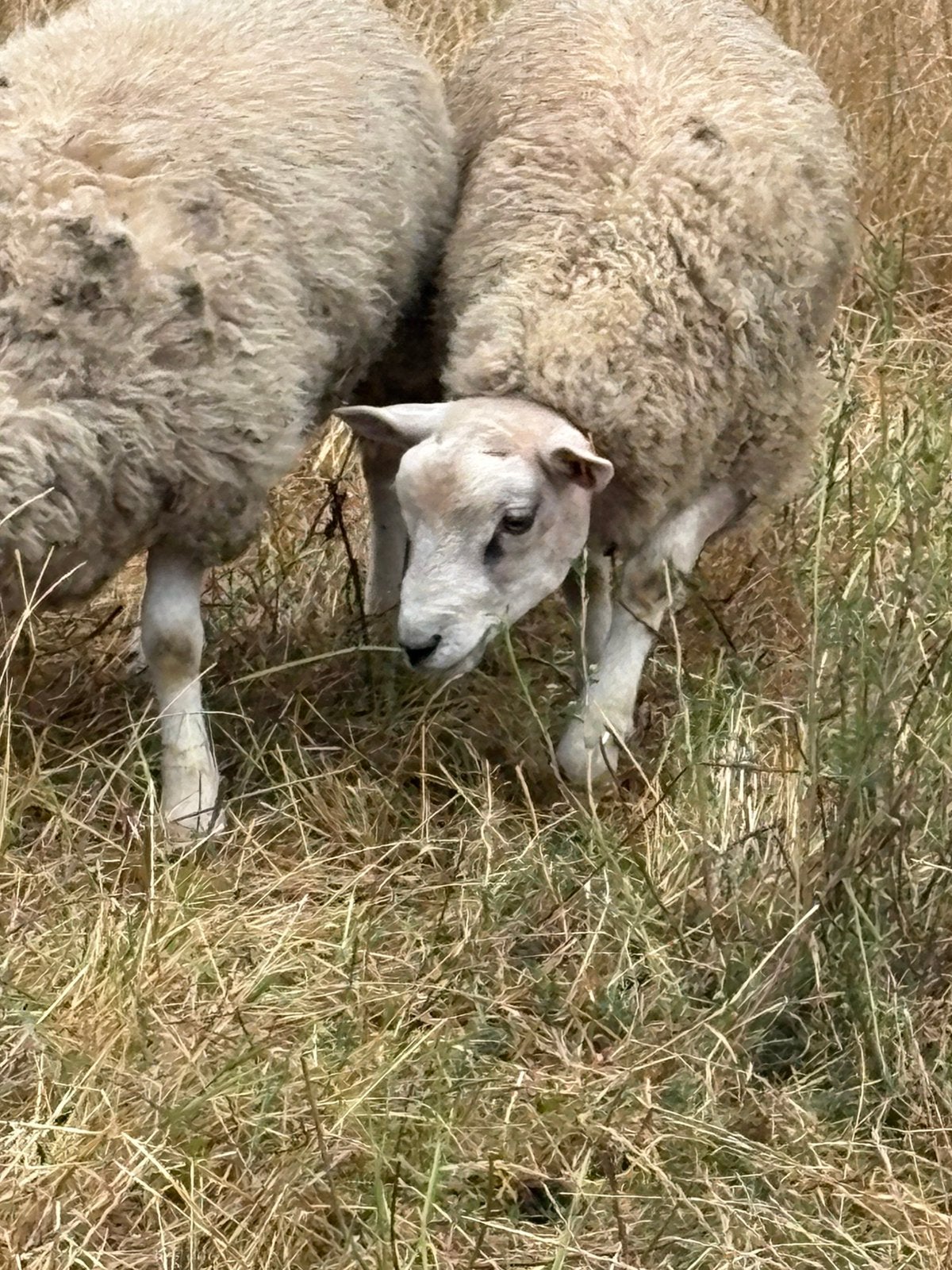 Franse Texel ram