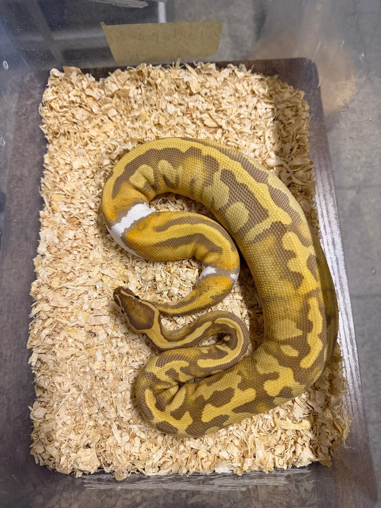 0.1 Ultramel Pied, Dieren en Toebehoren, Reptielen en Amfibieën, Slang, Tam, 0 tot 2 jaar