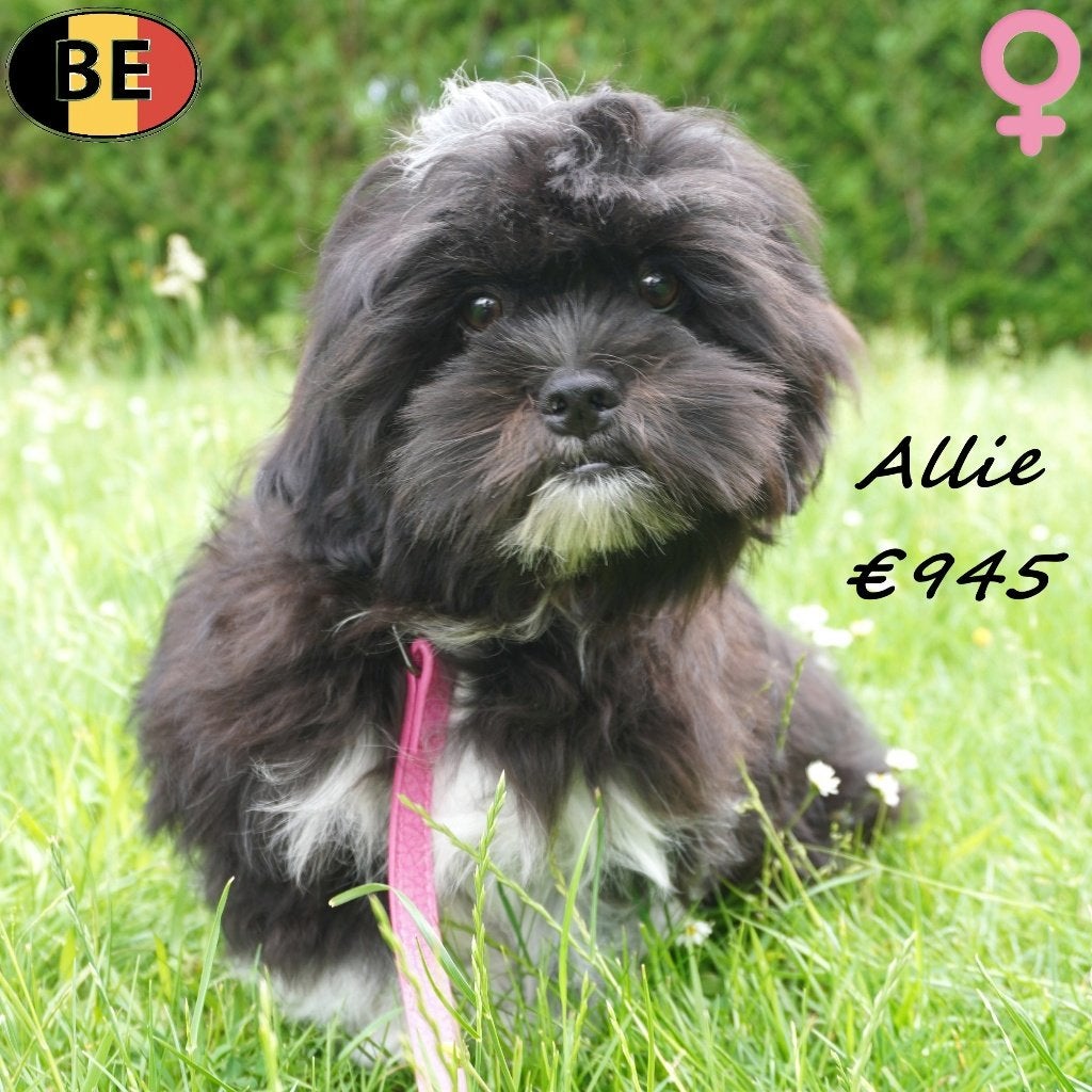 Allie & Albie - Schattige Lhasa Apso pups (Belgisch), Dieren en Toebehoren, Honden | Chihuahua's en Gezelschapshonden, Meerdere dieren