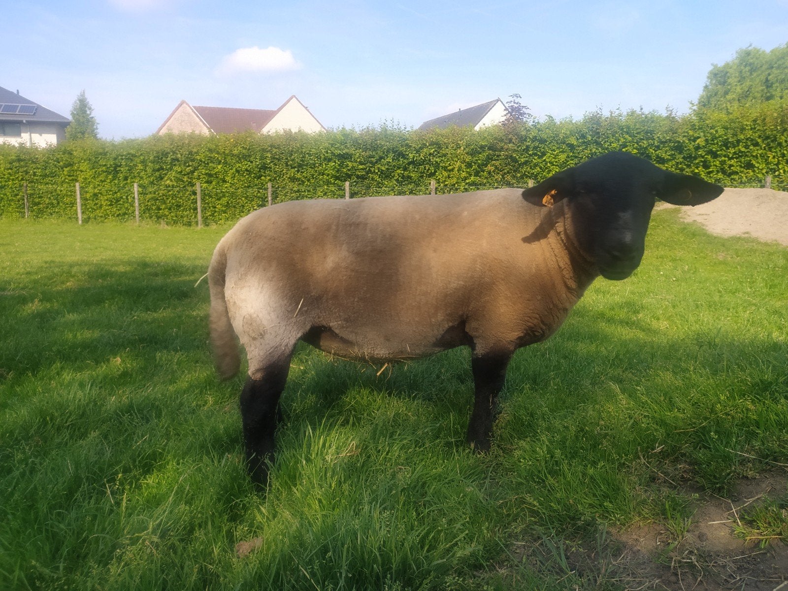 Suffolk ooi, Dieren en Toebehoren, Schapen, Geiten en Varkens, Vrouwelijk, Schaap, 0 tot 2 jaar