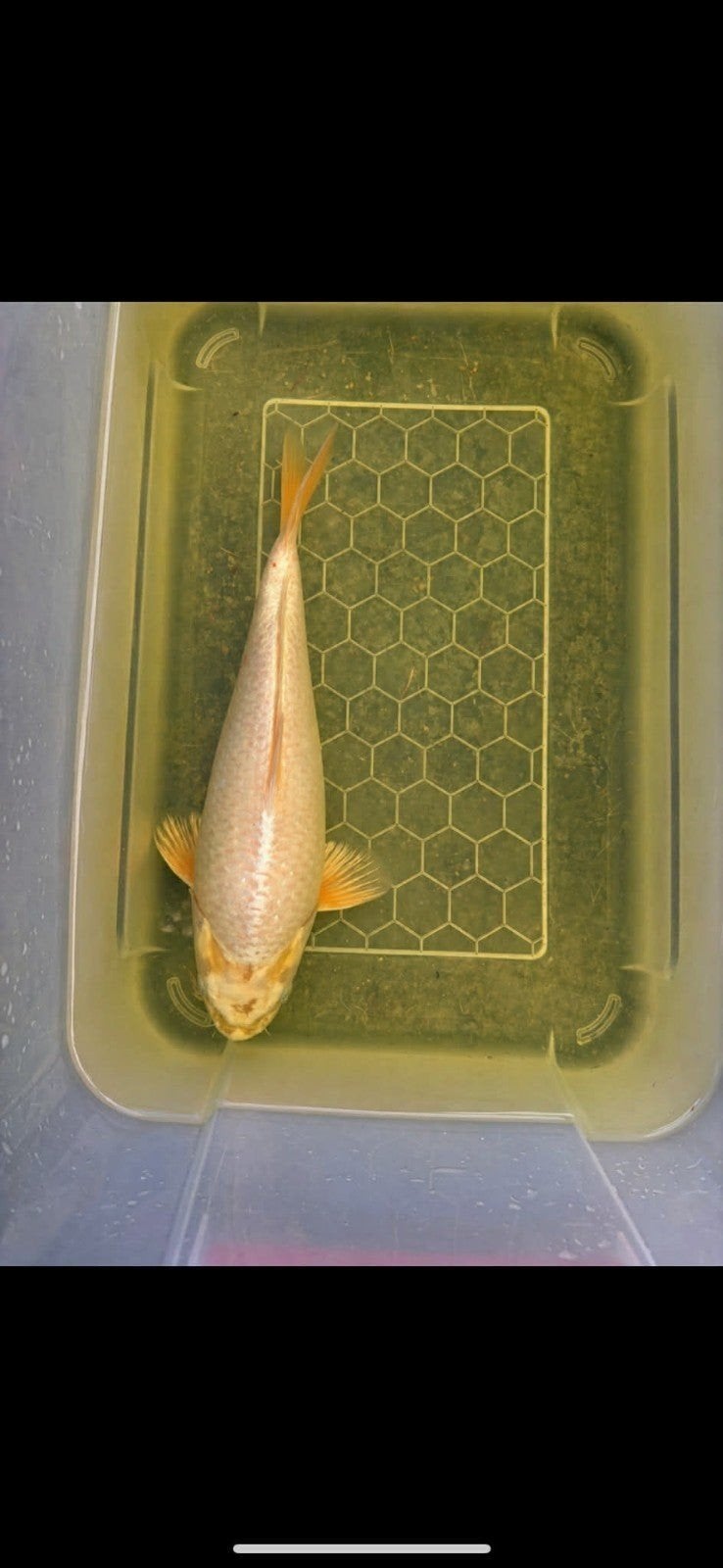 japanse koi