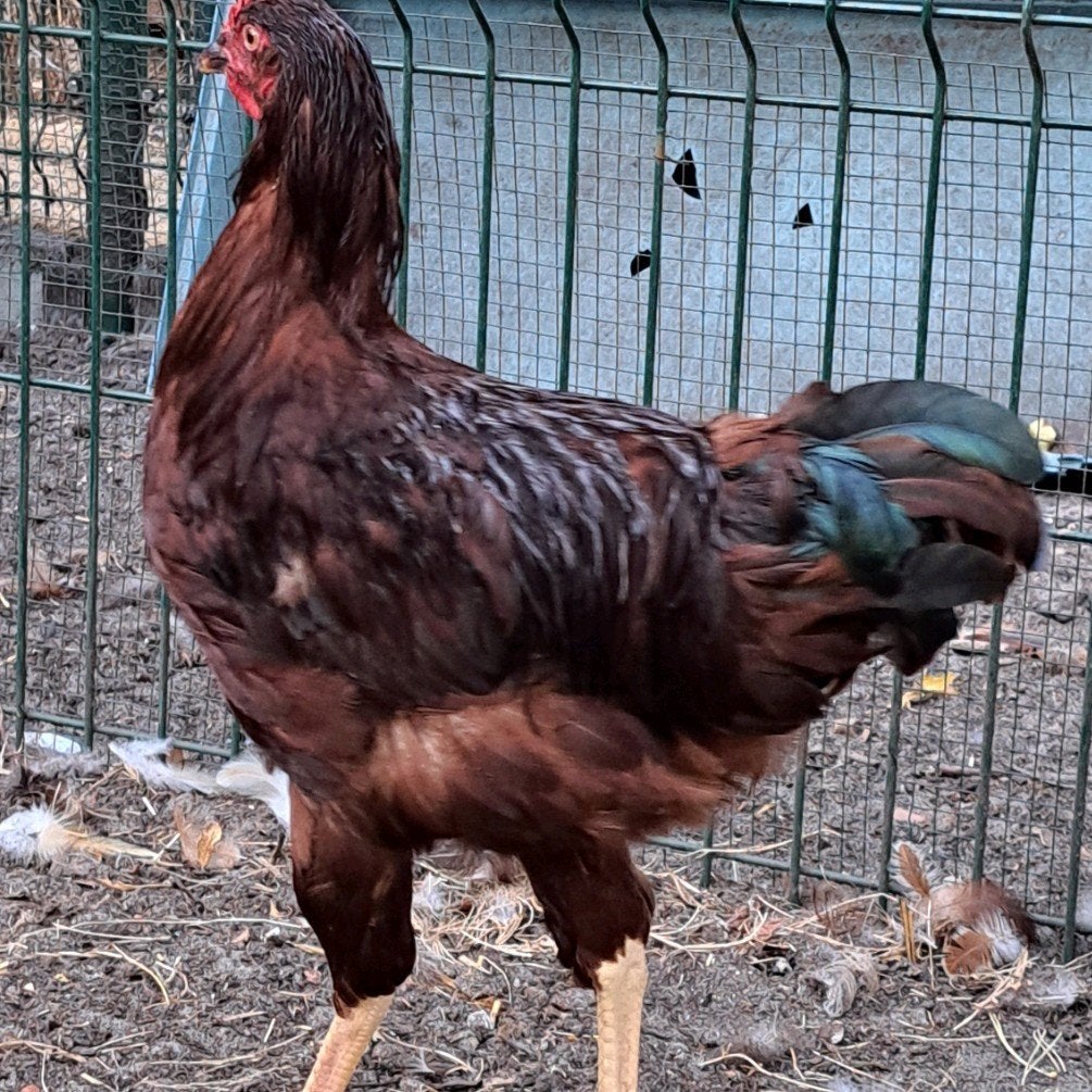 rhode Island red haan