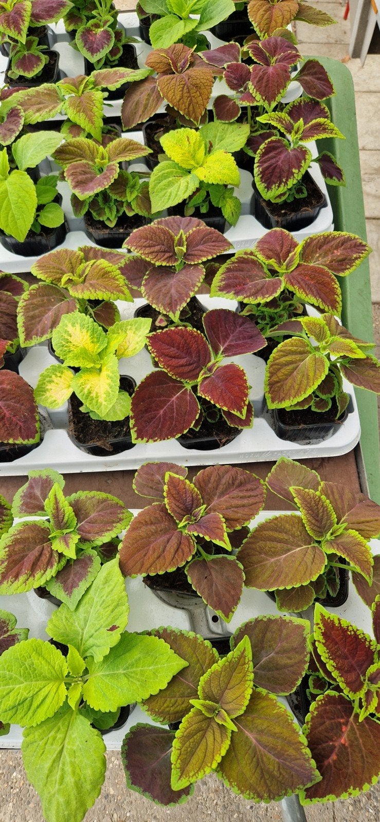 Coleus, Enlèvement