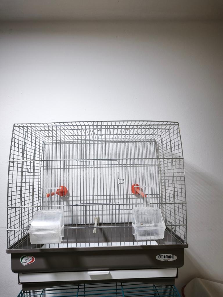 Kooi, Enlèvement, Cage à oiseaux