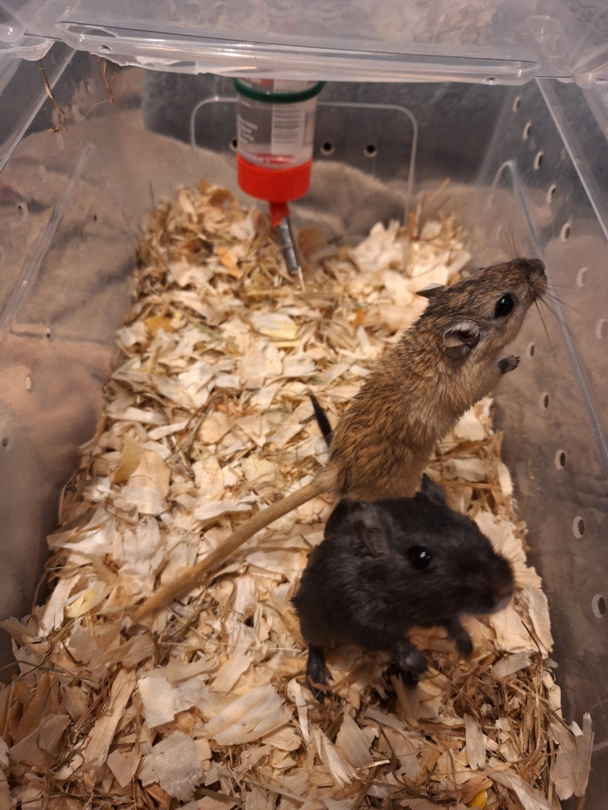 2 gerbil broertjes, Animaux & Accessoires, Juillet