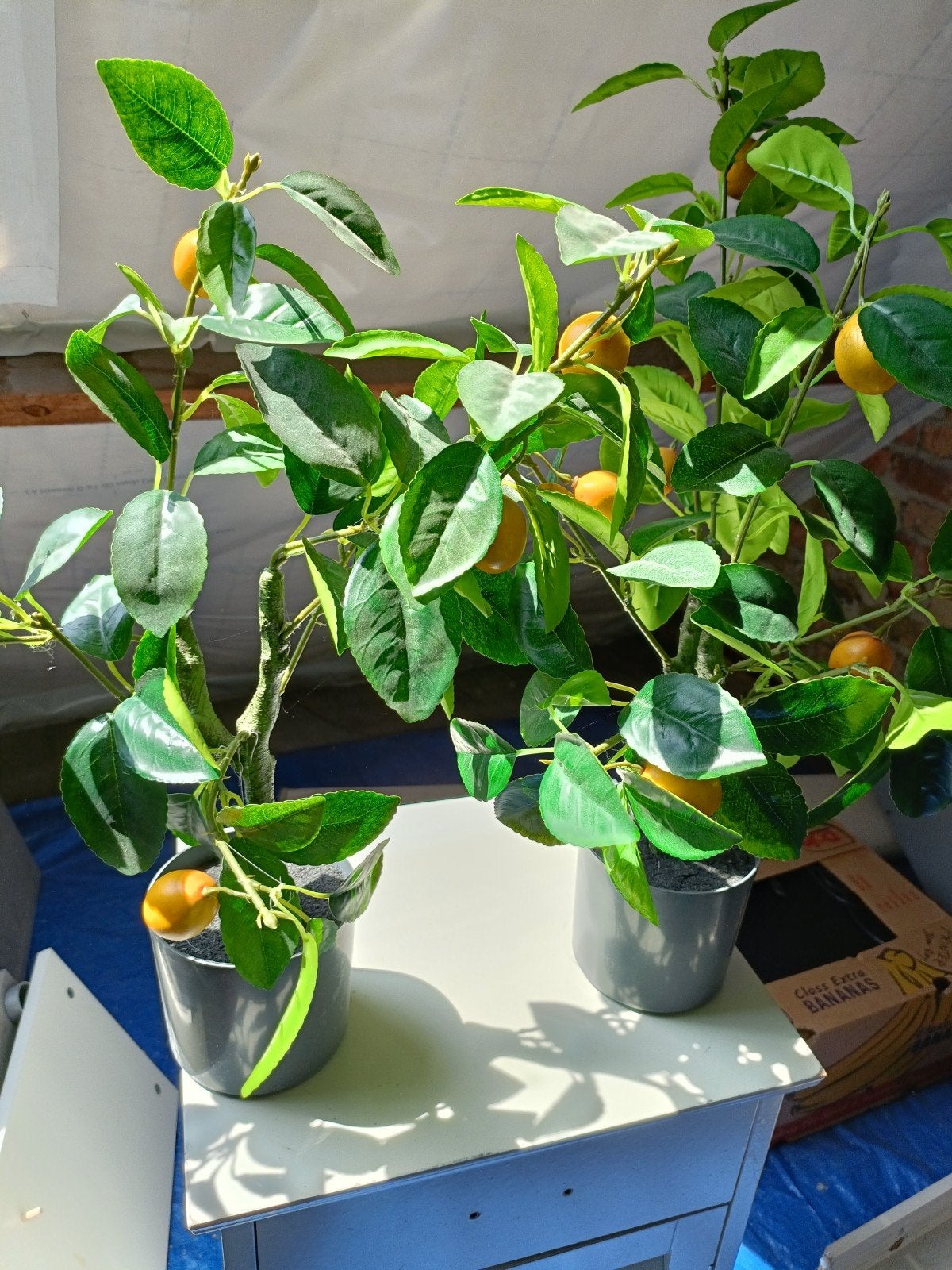 nep citroenen planten, Ophalen