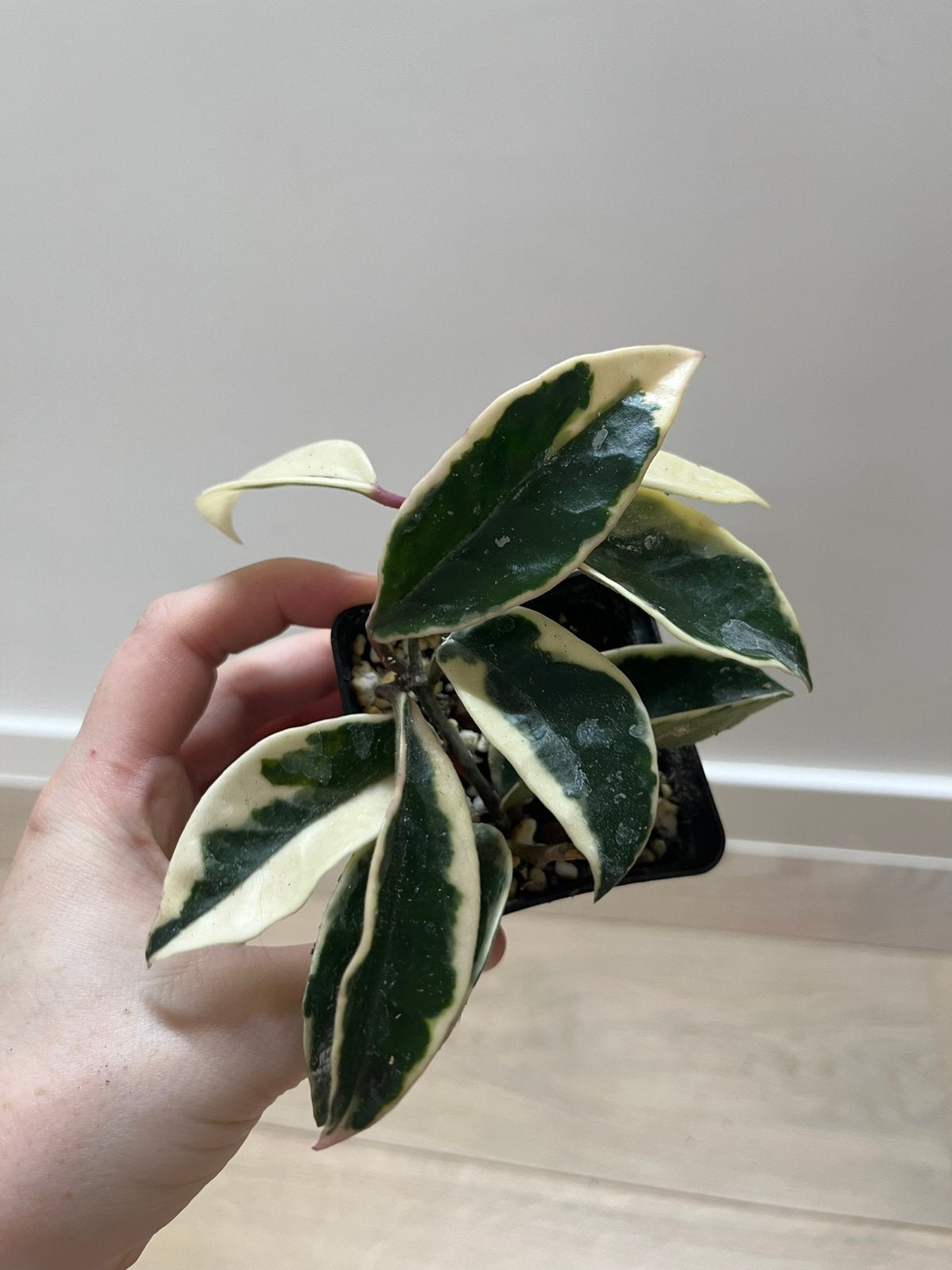 Hoya Krimson Queen, Maison & Meubles, Plantes d'intérieur, Envoi