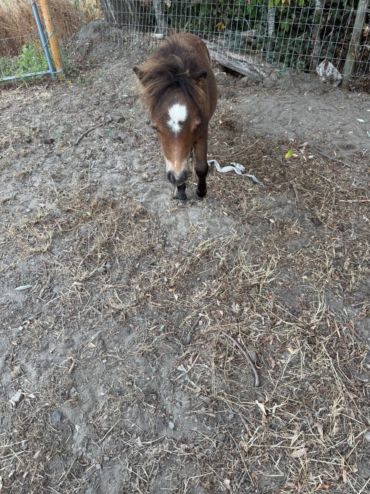 Shetlander merrie