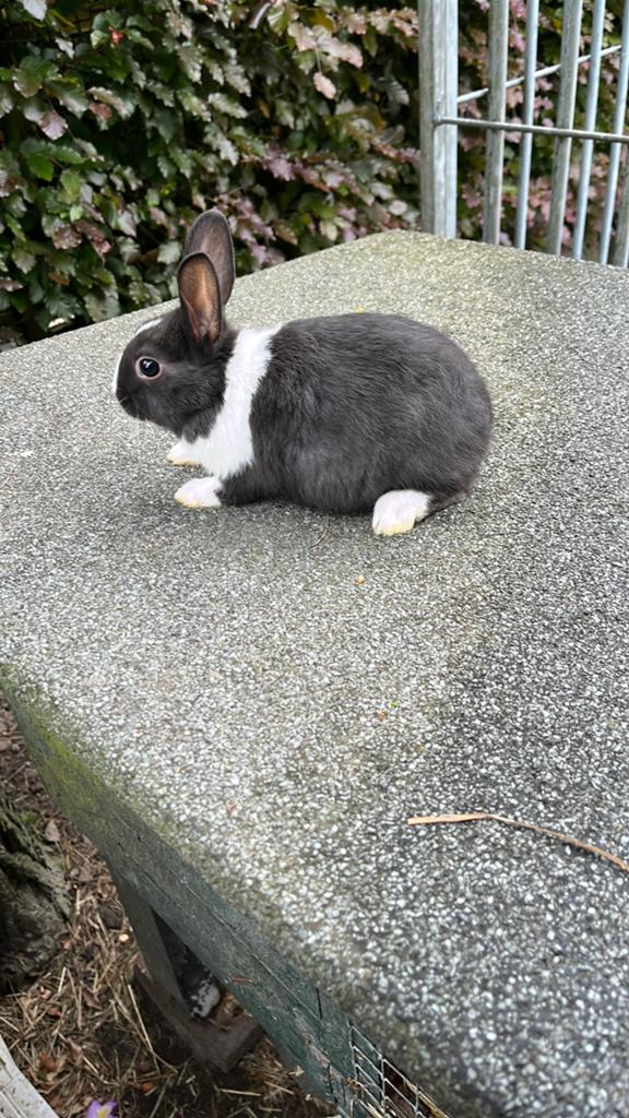 Jonge dwergkonijnen, Dieren en Toebehoren