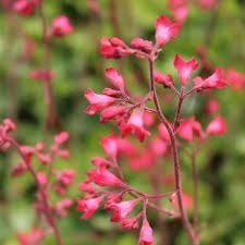 Heuchera Leuchtkafer, Ophalen, Halfschaduw