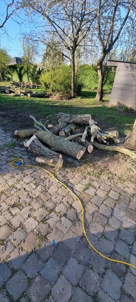 Brandhout, Tuin en Terras, Brandhout, 6 m³ of meer, Ophalen, Overige houtsoorten, Stammen