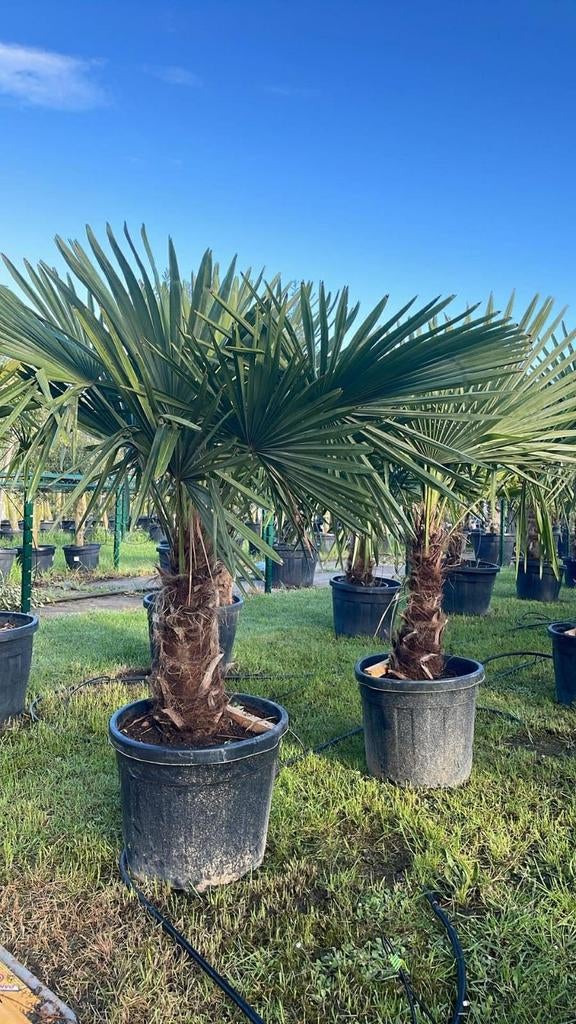 ‼️palmbomen trachycarpus fortunei aan stuntprijzen ‼️, Ophalen