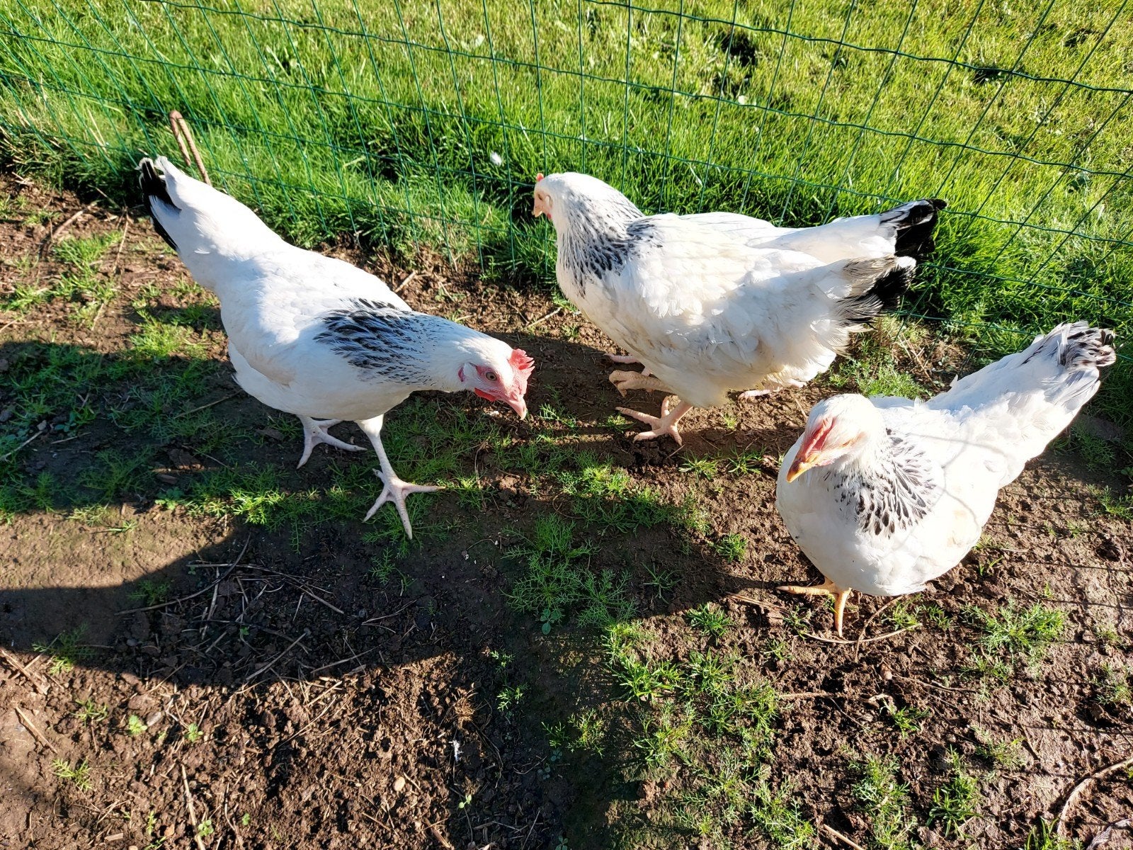 legkippen sussex, Poule ou poulet