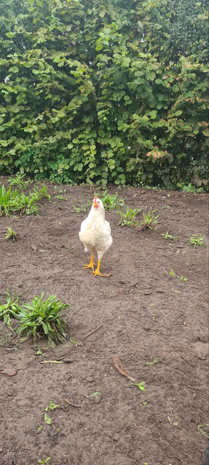 jonge blauwbonte leghorn haan