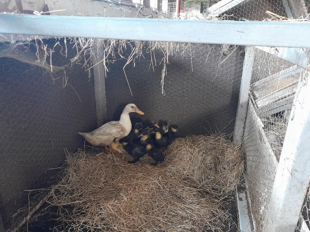 eendenkuikens, Dieren en Toebehoren, Meerdere dieren, Eend