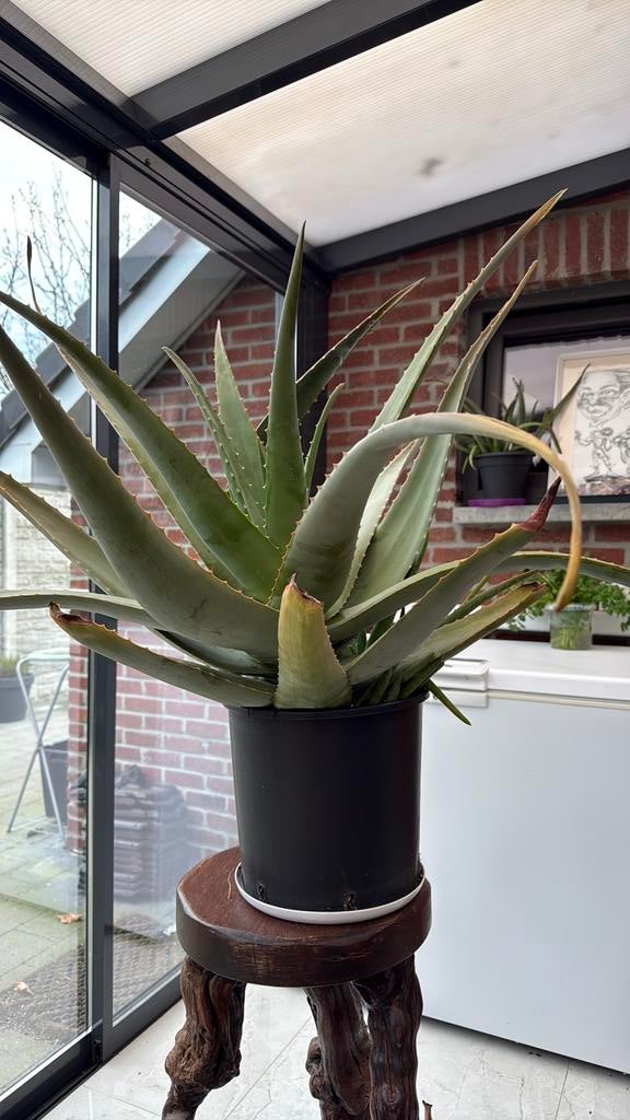 Aloe vera plant, Huis en Inrichting, Kamerplanten, Ophalen, Vetplant, Halfschaduw, In pot