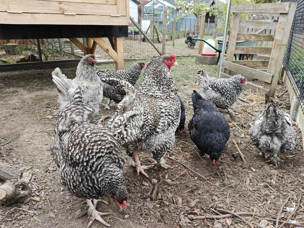 Broedeieren Mechelse Kalkoenkoppen, Dieren en Toebehoren