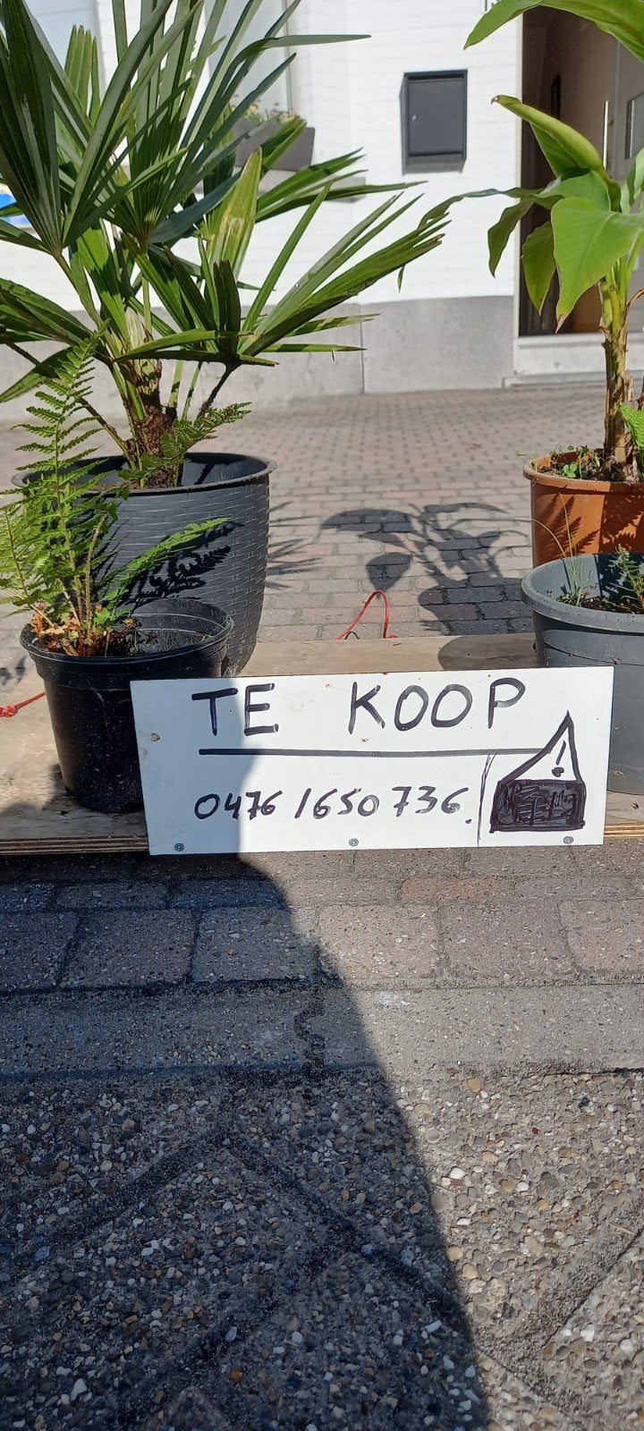 palmboomtjes, moeten dringend weg., Ophalen