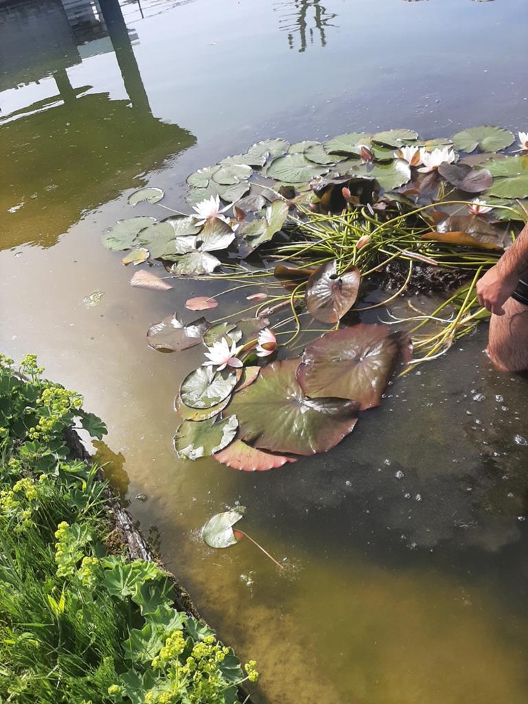 Waterlelies, Tuin en Terras, Vijvers, Ophalen